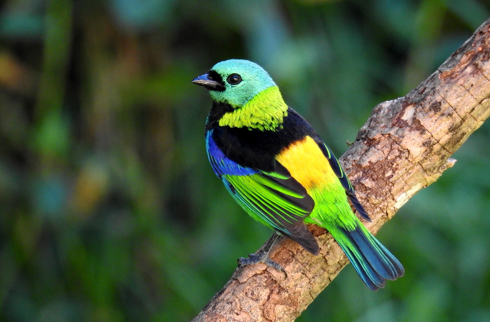 Como a prática da observação de aves reduz o estresse, estimula a concentração e os diferentes sentidos humanos e ainda fortalece o corpo